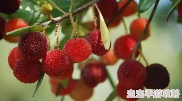 水蜜桃一三三三区迎来丰收季，果农们忙碌采摘，市场需求持续攀升，品质优良吸引众多消费者关注