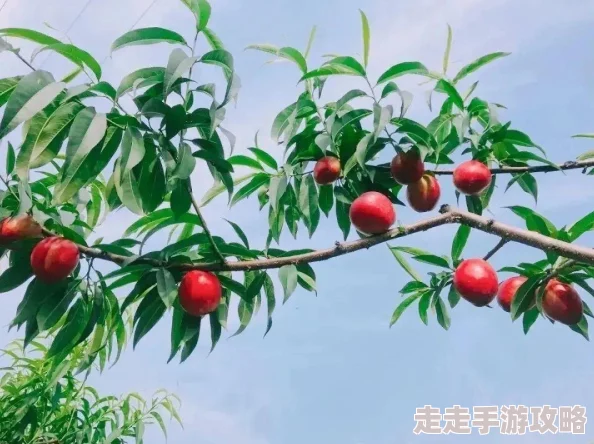 水蜜桃一三三三区迎来丰收季，果农们忙碌采摘，市场需求持续攀升，品质优良吸引众多消费者关注