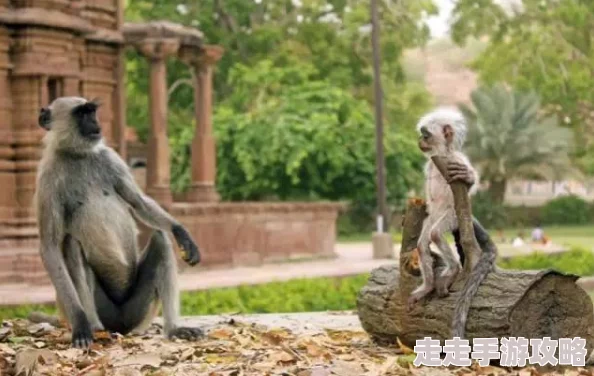 生猴子不盖被子：揭秘动物行为背后的科学原理与生态适应性分析