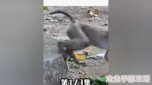 生猴子不盖被子：揭秘动物行为背后的科学原理与生态适应性分析