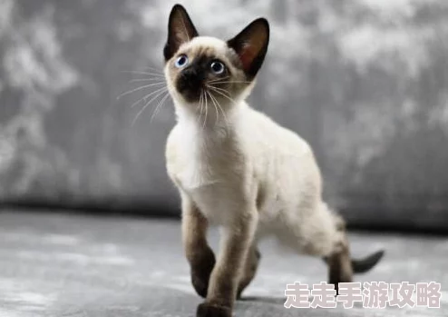 小猫咪大城市探险记：寻找变色龙任务全程攻略与完成技巧