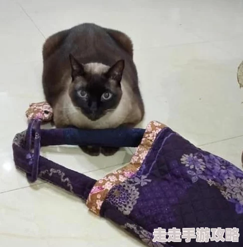 小猫咪大城市探险记：寻找变色龙任务全程攻略与完成技巧