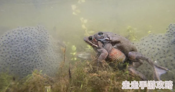 蝌蚪窝夫妻性生活片：最新研究揭示其对两栖动物繁殖行为的影响与生态意义，值得关注的生物学现象