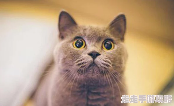 猫咪海外地域永久网名：全球各地的猫咪文化与网络身份新趋势分析