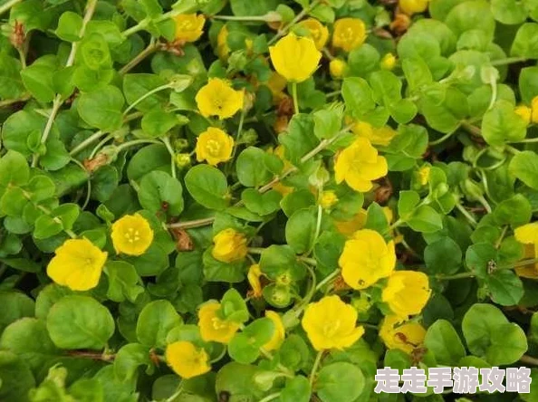 忘忧草未满十八岁：青春的迷茫与成长，如何在这个年纪找到自我与快乐的平衡？