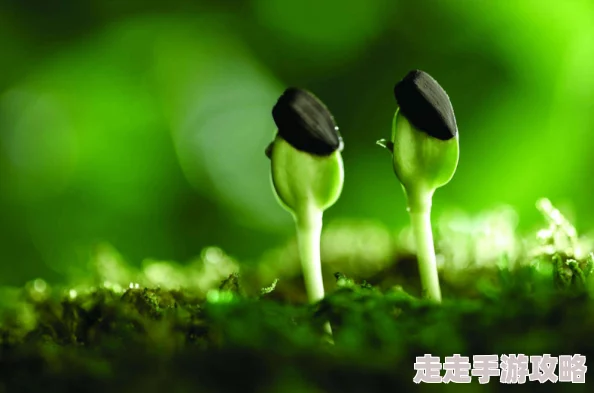 忘忧草未满十八岁：青春的迷茫与成长，如何在这个年纪找到自我与快乐的平衡？
