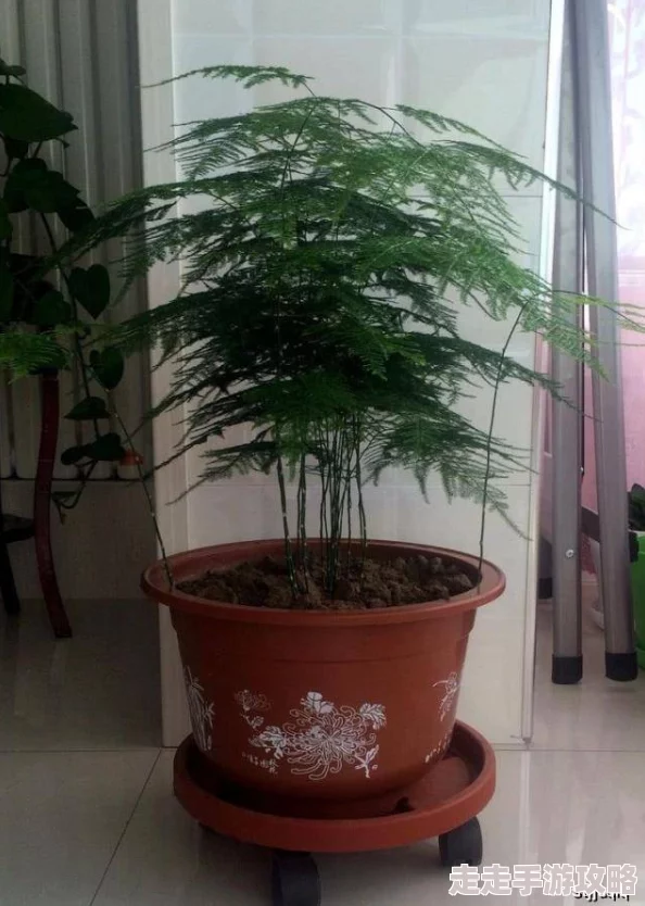 浇灌小白花和普通版对比：新动态揭示养护技巧与生长效果的显著差异