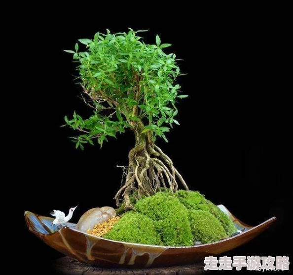 浇灌小白花和普通版对比：新动态揭示养护技巧与生长效果的显著差异
