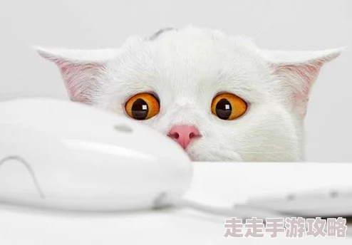 猫咪海外最新地域网名是,真有趣!希望能看到更多关于猫咪的可爱故事 猫咪海外最新地域网名是,真有趣!希望能看到更多关于猫咪的可爱故事