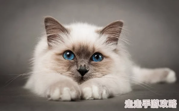 猫咪海外最新地域网名是,真有趣!希望能看到更多关于猫咪的可爱故事 猫咪海外最新地域网名是,真有趣!希望能看到更多关于猫咪的可爱故事