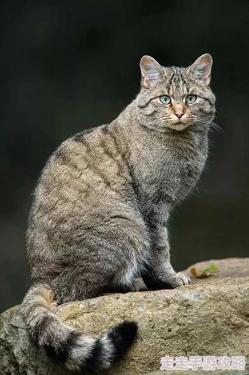 猫咪海外最新地域网名是,真有趣!希望能看到更多关于猫咪的可爱故事 猫咪海外最新地域网名是,真有趣!希望能看到更多关于猫咪的可爱故事