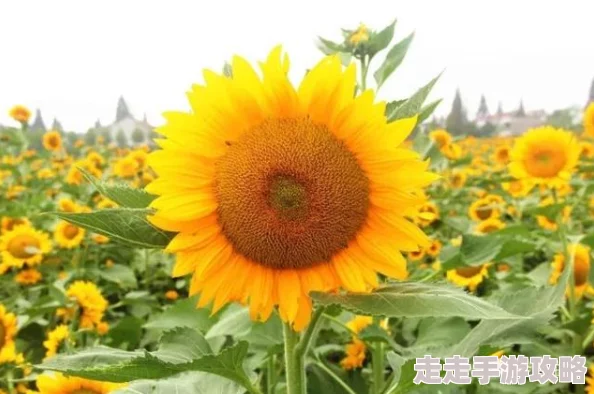 久久国产乱子伦免费精品,内容丰富多样,让人耳目一新,非常值得一看! 久久国产乱子伦免费精品,内容丰富多样,让人耳目一新,非常值得一看!