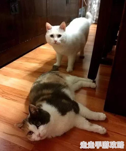 天天舔日日干,真是让人感到无奈,这种现象越来越普遍了 天天舔日日干,真是让人感到无奈,这种现象越来越普遍了