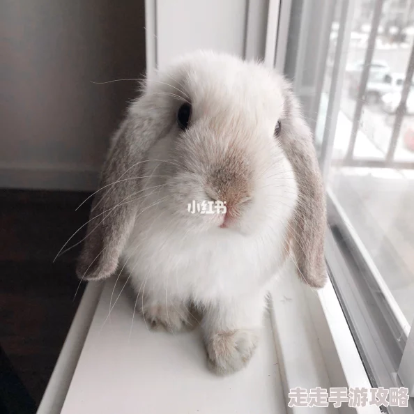老师的兔子好软水好多免费看近日在社交媒体上引发热议，网友纷纷分享自己的兔子养护经验和可爱照片，形成了一个温馨的交流社区