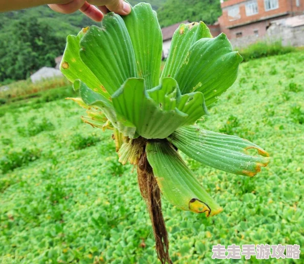98色花堂国产精品首页近日被曝出将推出全新系列，引发网友热议，许多粉丝期待新品上线的同时也对品牌未来发展充满好奇