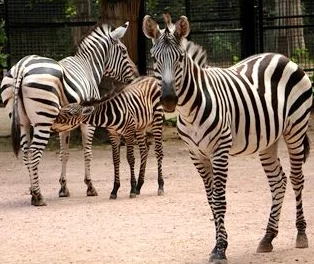 毛片人与动物近日在某地举办了一场别开生面的宠物时装秀,吸引了众多爱宠人士的关注 毛片人与动物近日在某地举办了一场别开生面的宠物时装秀,吸引了众多爱宠人士的关注