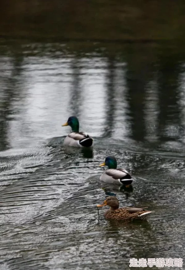 捕鱼来了手游比赛模式盛大开启:活动赛区玩法全解析,惊喜消息!冠军奖励翻倍加码! 捕鱼来了手游比赛模式盛大开启:活动赛区玩法全解析,惊喜消息!冠军奖励翻倍加码!