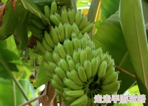 狼人香蕉成熟期缩短培育出新品种甜度更高抗病性更强