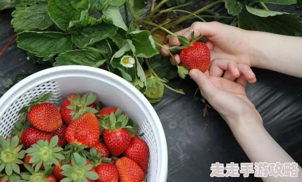 草莓直播在线观看免费播放高清画质模糊内容低俗广告多浪费时间体验差