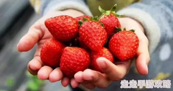 草莓直播在线观看免费播放高清画质模糊内容低俗广告多浪费时间体验差